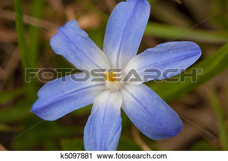 Stock Photography of Siberian squill (Scilla siberica) k5097881.
