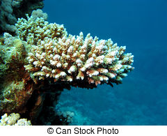 Stock Photographs of Stony Coral Scleractinia.