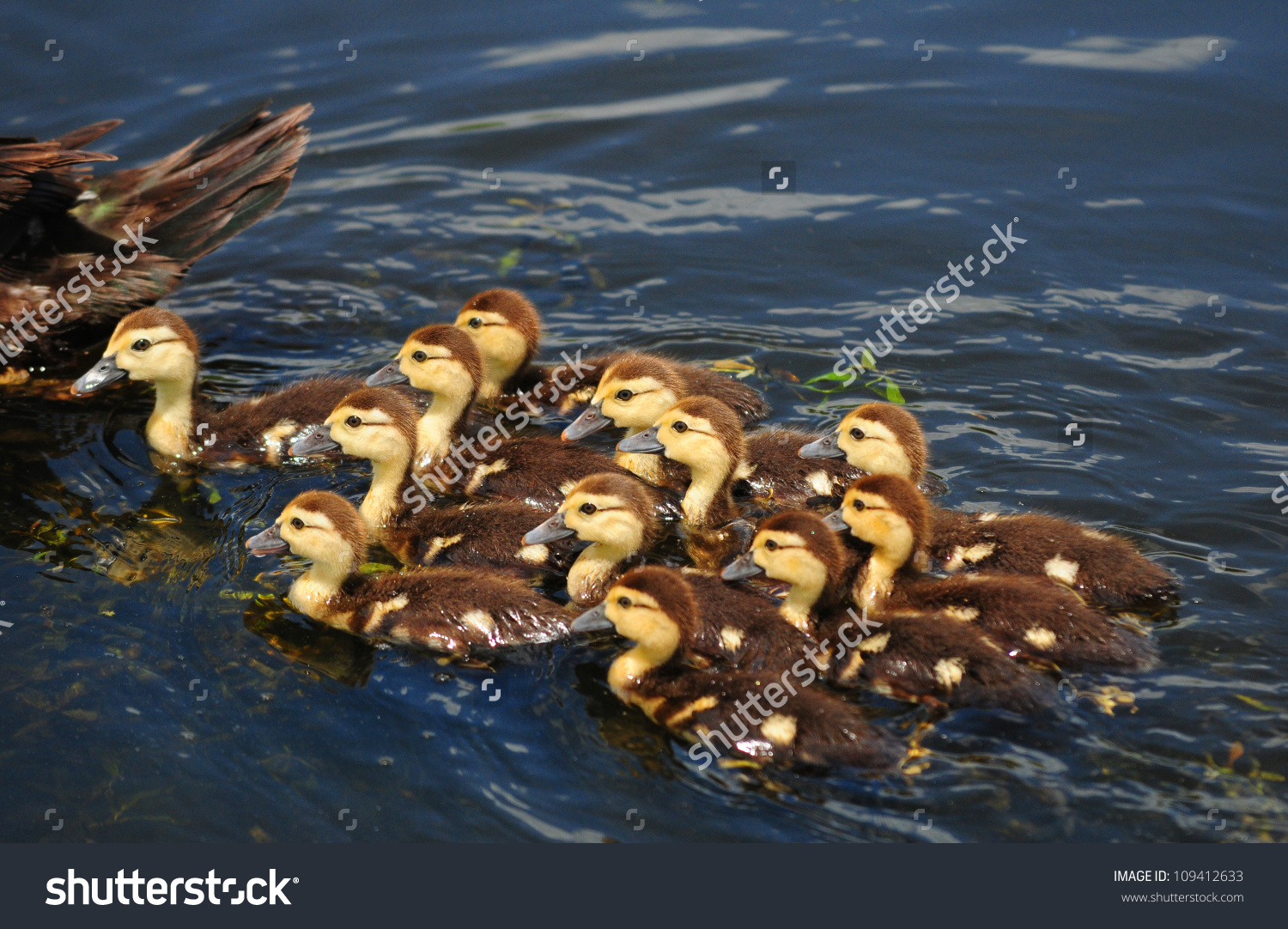 Mom And Cute Baby Scobie Ducks In Pond Stock Photo 109412633.