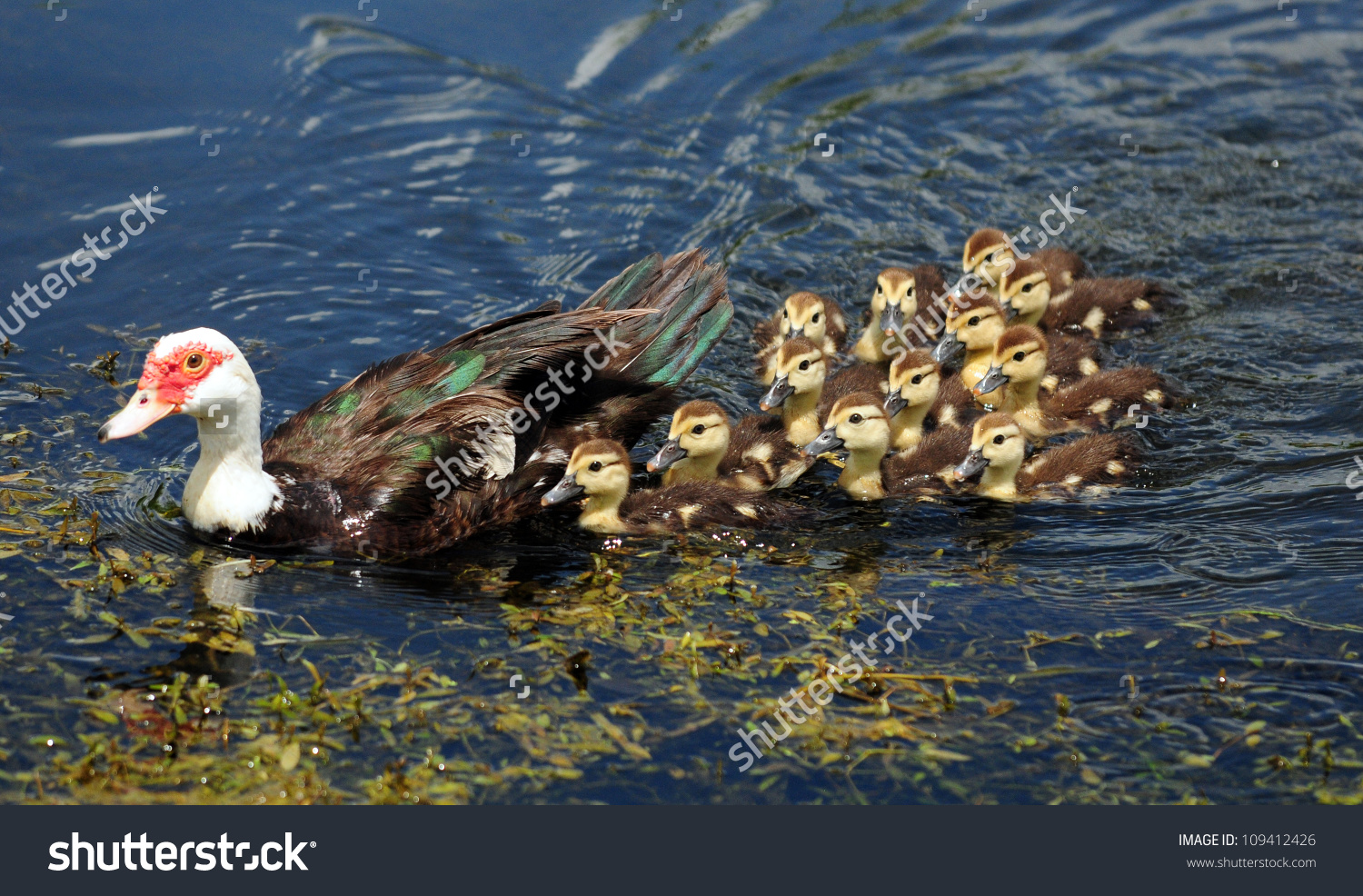 Mother Cute Baby Scobie Ducks Pond Stock Photo 109412426.