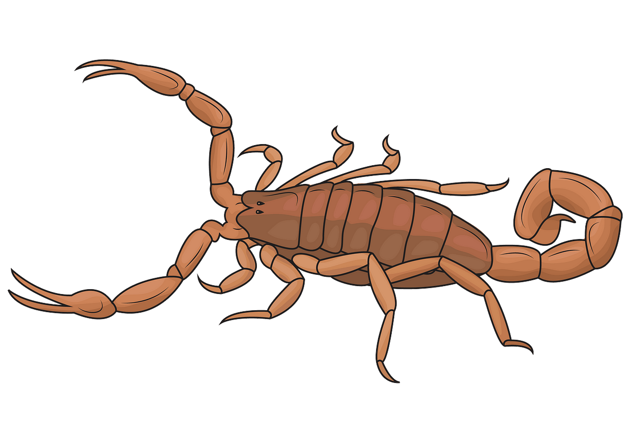 Scorpion Images Clipart 10 Free Cliparts Download Images On   Scorpion Clipart Images 4 