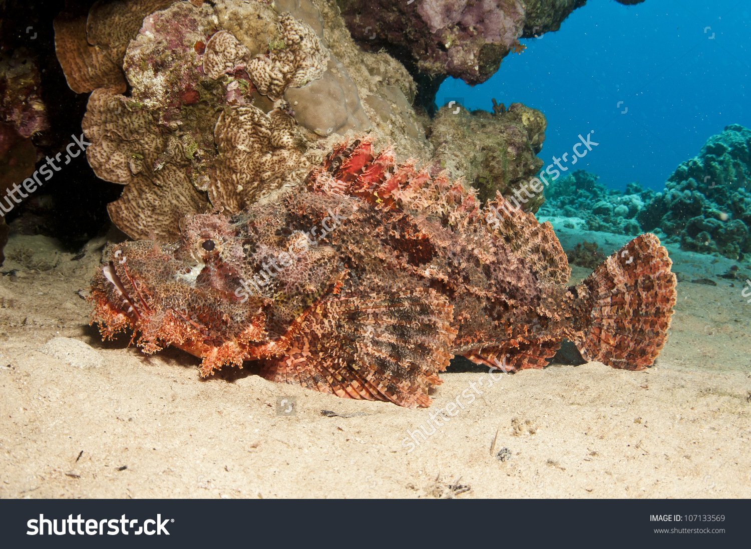Scorpion Fish On A Coral Reef In The Red Sea In Clear Blue Water.