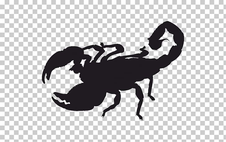 Scorpion Silhouette , Scorpion PNG clipart.