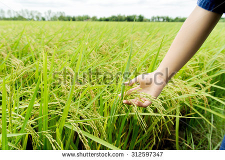 Fields Paddy Young Stock Photos, Images, & Pictures.
