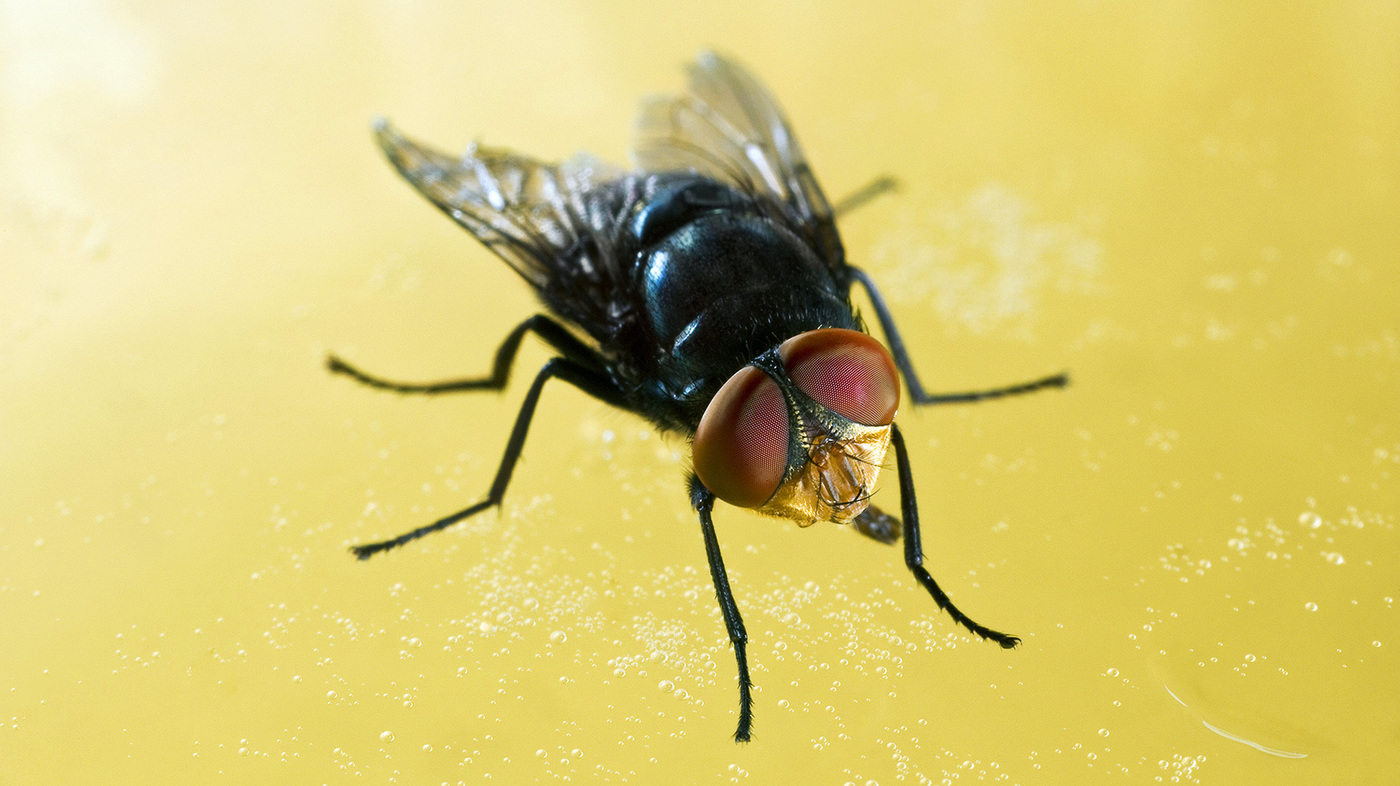 How The Sex Life Of The Screwworm Fly Saved Your Steaks — And.