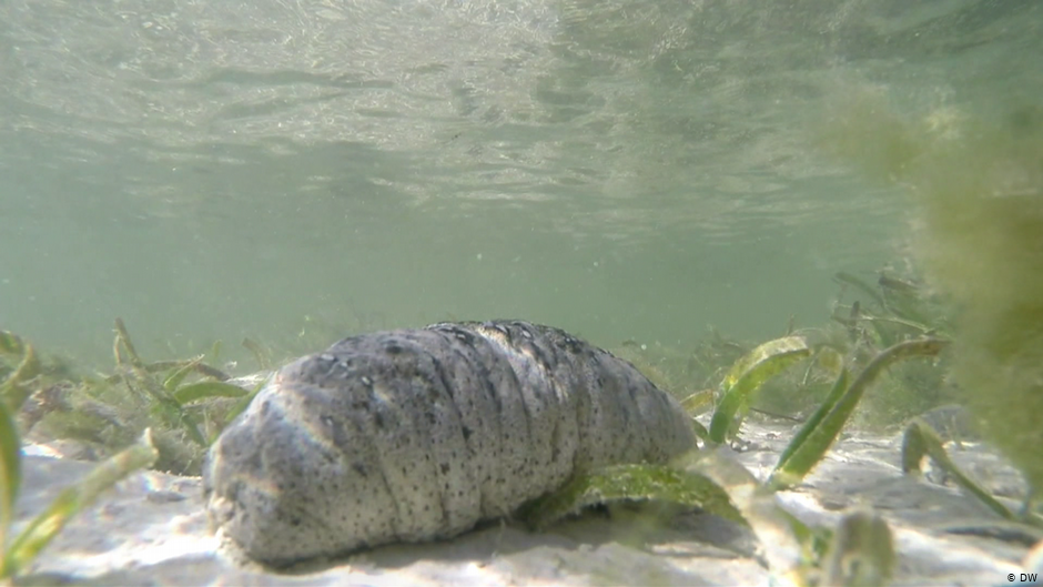 Sea cucumbers: Truffles of the oceans.