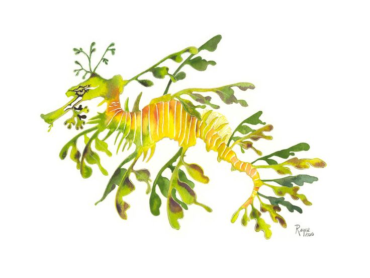 Clip Art Of Leafy Sea Dragon U16763696.