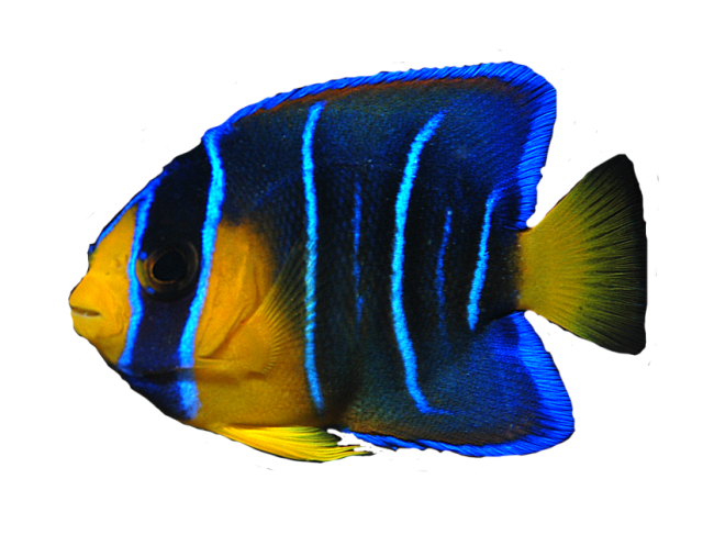 Ocean Fish PNG Transparent Clipart Image #34.