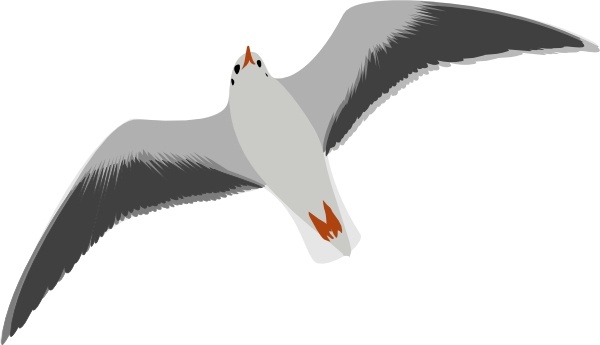 Sea Gull Seagull clip art Free vector in Open office drawing svg.