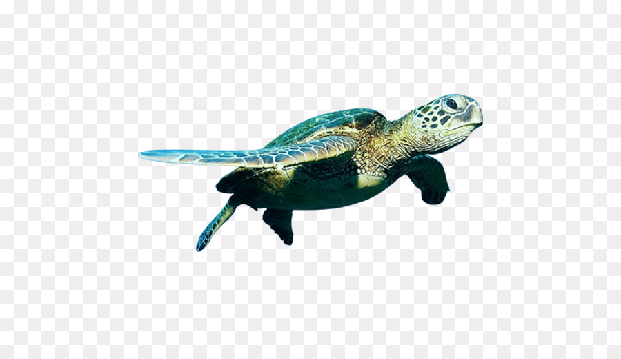 Green Sea Turtle.