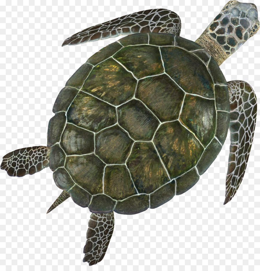 Sea Turtle Background clipart.