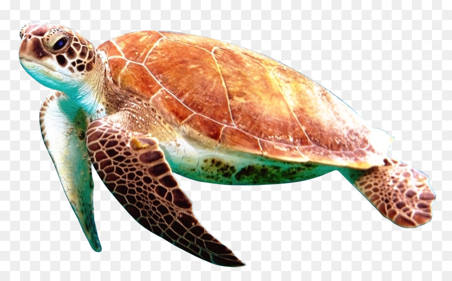Sea Turtle Background png download.