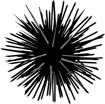 Clipart Sea Urchin.