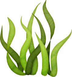 Free Seaweed Cliparts, Download Free Clip Art, Free Clip Art.
