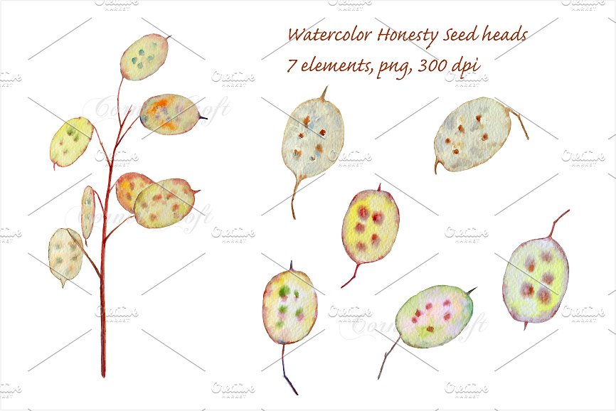 Watercolor Seed Pod Honesty ~ Illustrations on Creative Market.