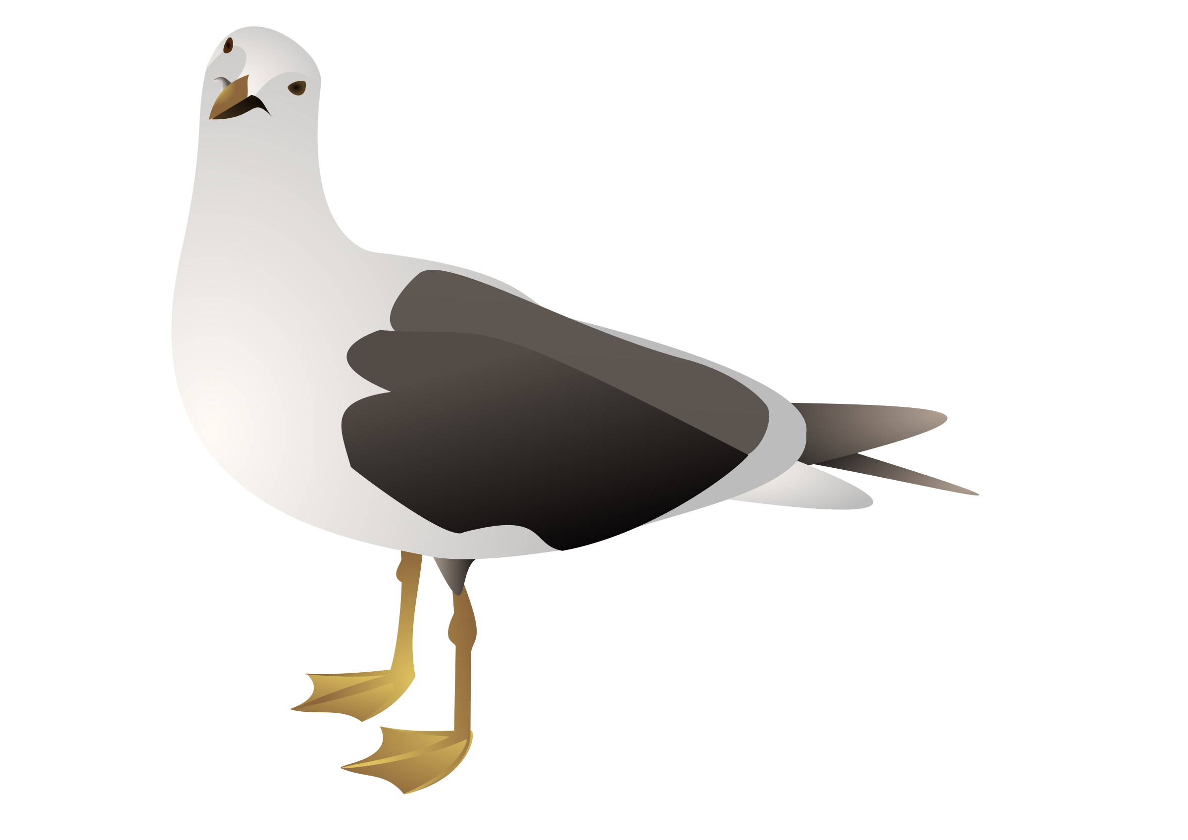 Seagull clipart 1 » Clipart Station.