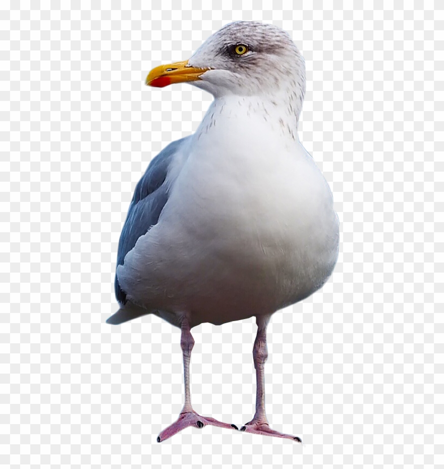 Seagull Clipart Standing.