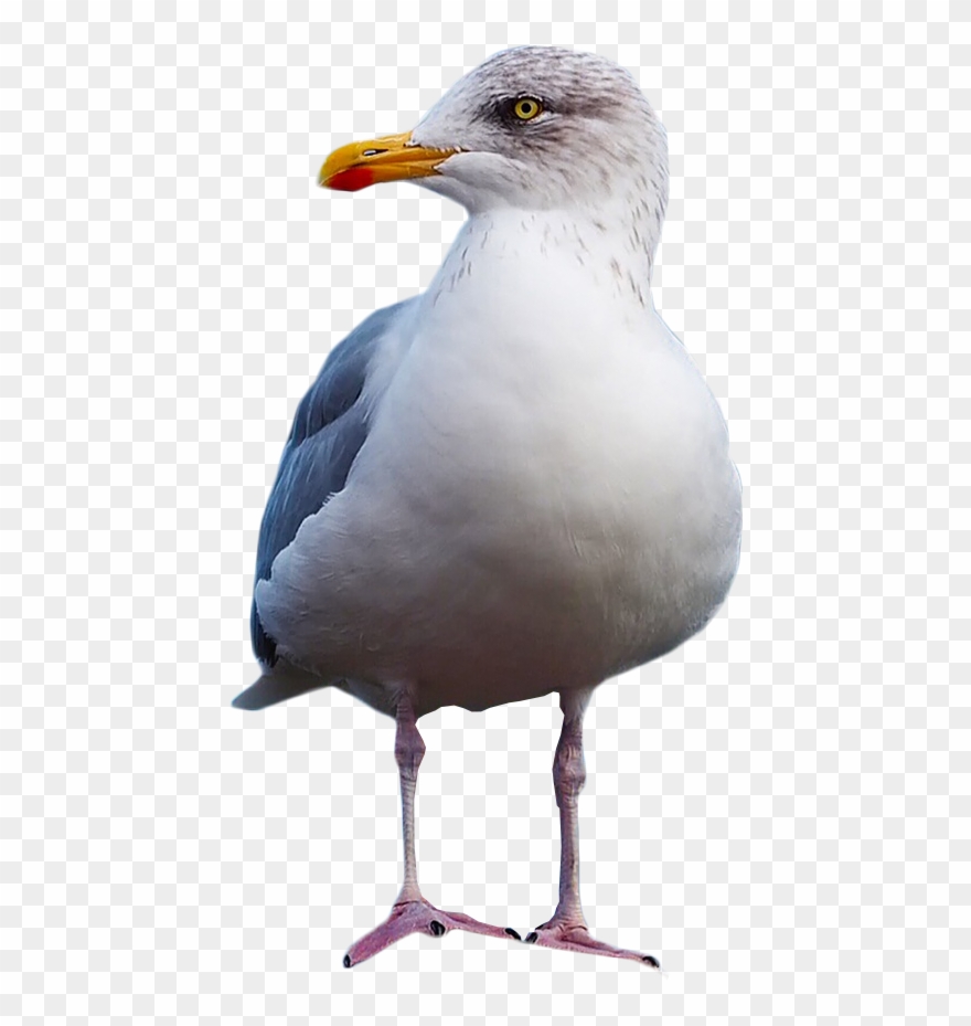 seagull png 10 free Cliparts | Download images on Clipground 2022