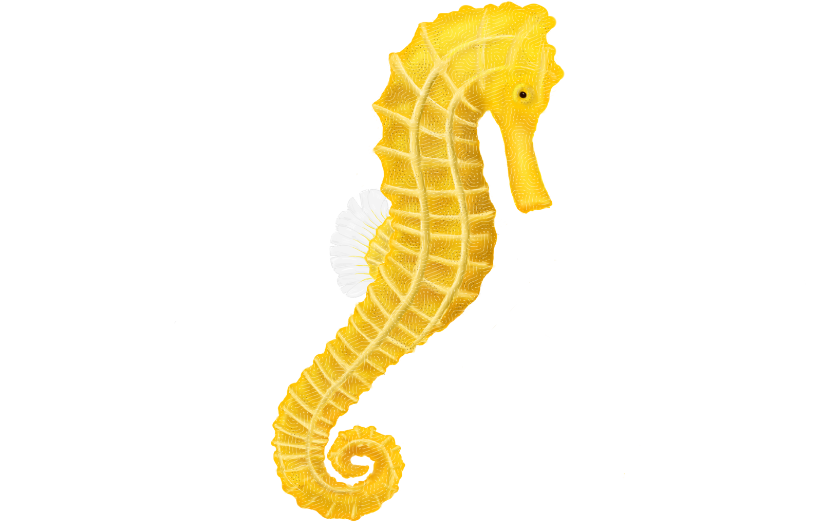 Seahorse Clip art.