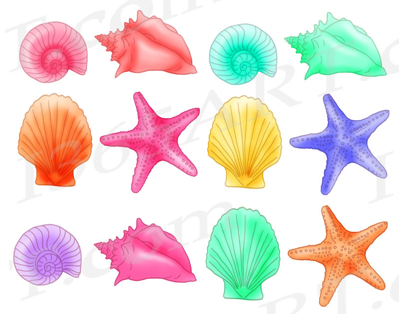 The best free Seashell clipart images. Download from 102.