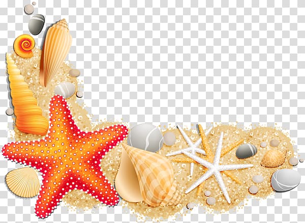 Seashell , seashell transparent background PNG clipart.