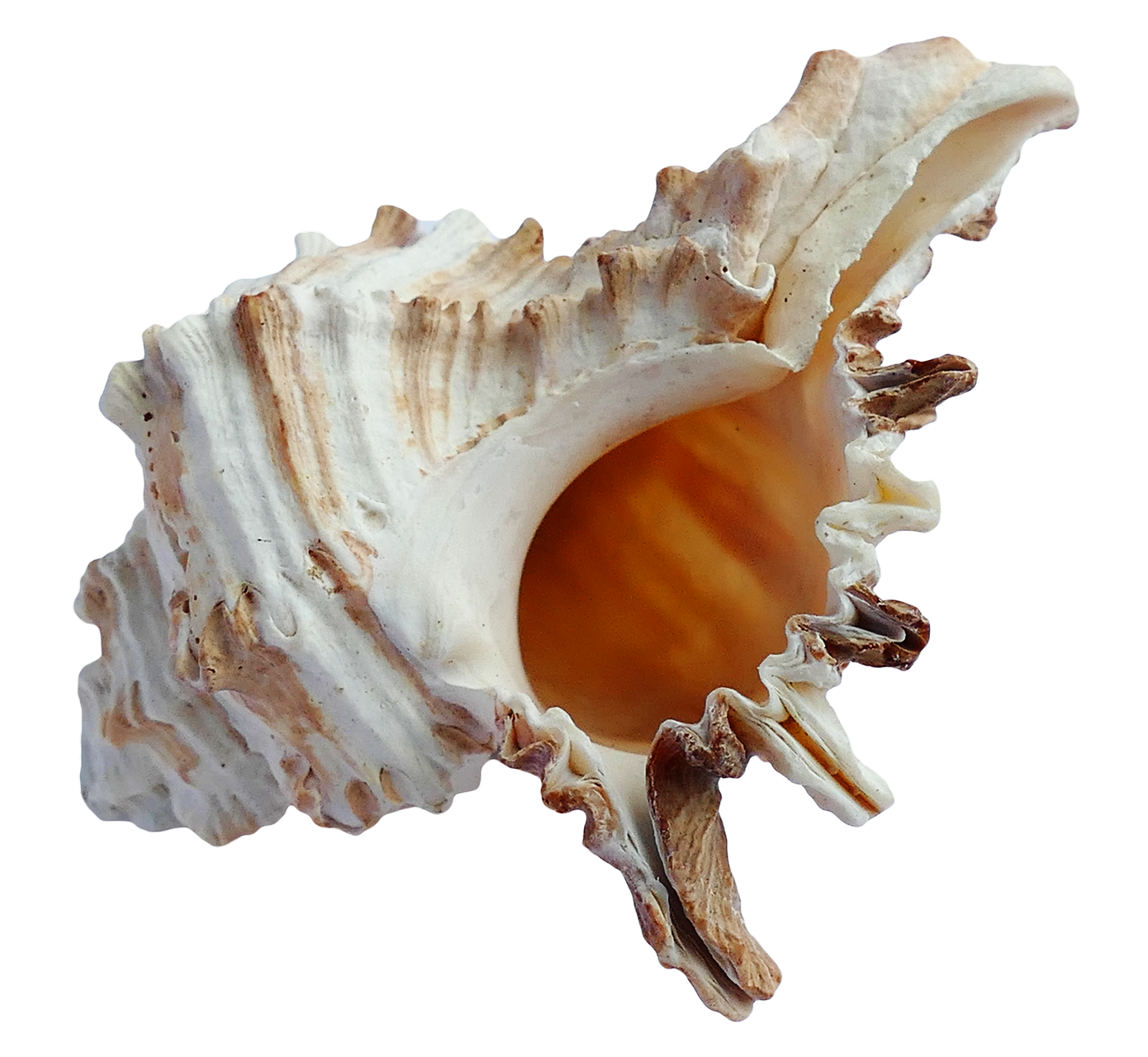 Seashell PNG images free download.