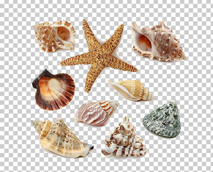 Seashell Stock Photography PNG, Clipart, Animal Product.