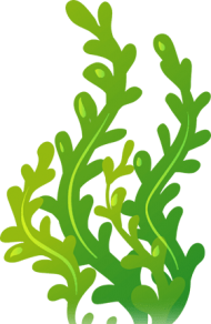 seaweed clipart png 10 free Cliparts | Download images on Clipground 2024