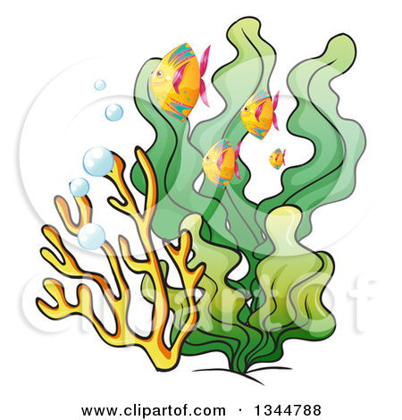 Seaweeds clipart 20 free Cliparts | Download images on Clipground 2024