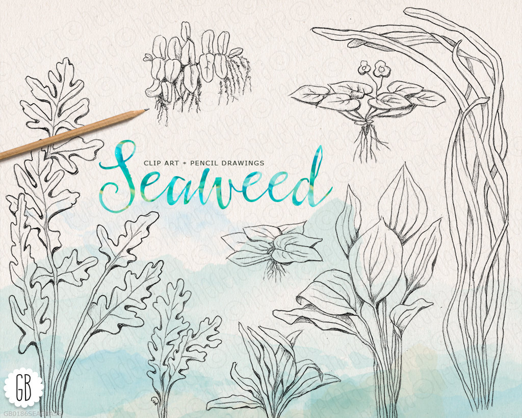 Seaweed on beach clipart 20 free Cliparts | Download ...