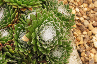 Sempervivum arachnoideum.