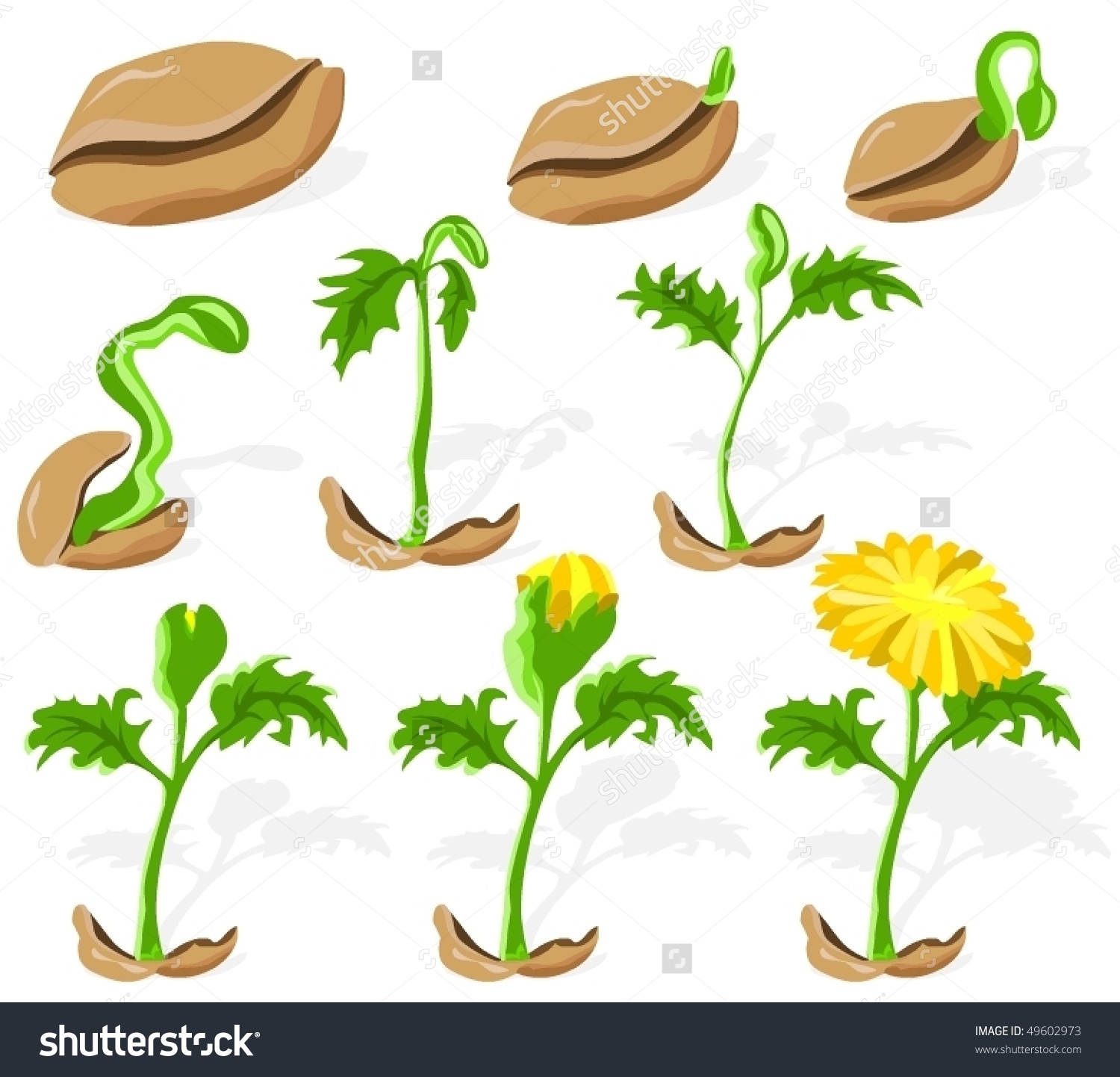 Семена растений для детей