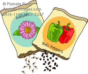 Clip Art Image of Bell Pepper and Daisy Seed Packets.