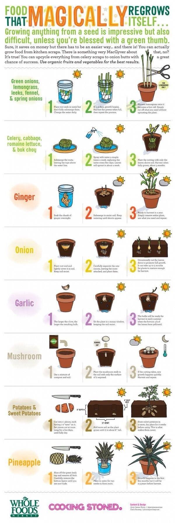 17 Best ideas about Growing Plants on Pinterest.