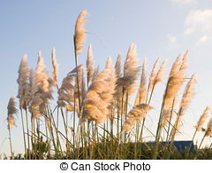 Stock Photo of Cortaderia selloana or Pampas grass blowing in the.