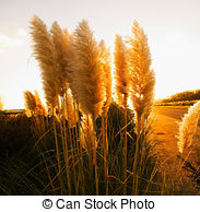 Stock Photo of Cortaderia selloana or Pampas grass blowing in the.