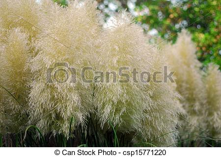 Stock Photo of Cortaderia selloana pumila pampas grass foliage.