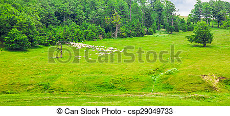Stock Photos of Flock of sheep in Semenic Mountains.