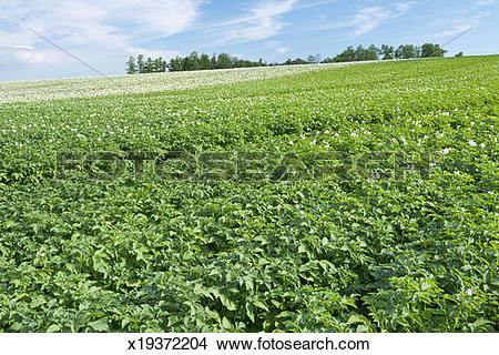 Stock Photo of Potato farm growing abundantly x19372204.