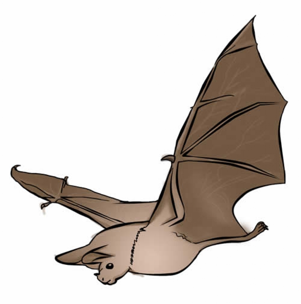 Free bat clip art drawings and colorful images intended for.