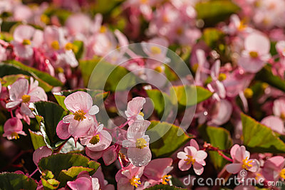Wax Begonias Stock Photo.