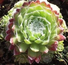 Sempervivum: Plants/ Seeds/ Bulbs.