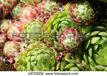 Stock Image of Sempervivum succulent close up (Hens and Chicks.