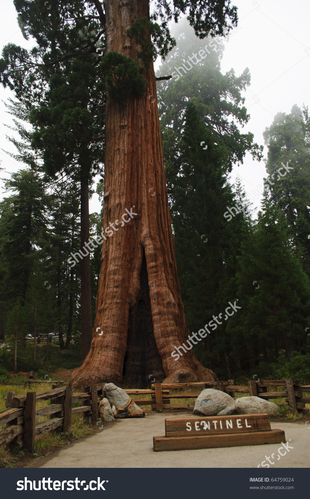 Sentinel Tree Sequoia National Park Eastern Stock Photo 64759024.