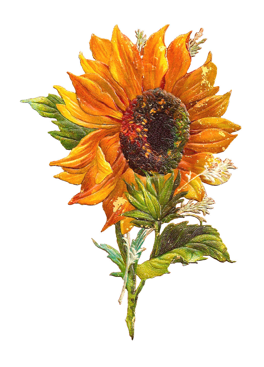 September Flower Clipart.