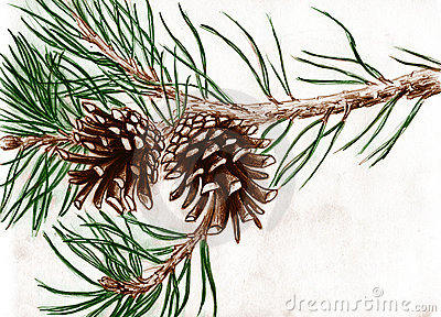 Pine Cones On Tree Branch Royalty Free Stock Photo.