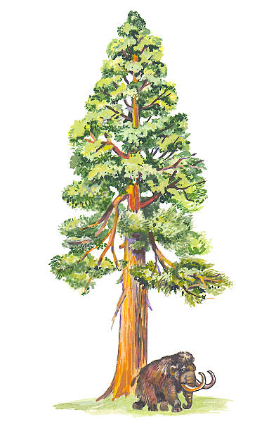 Sequoia Tree Clip Art, Vector Images & Illustrations.