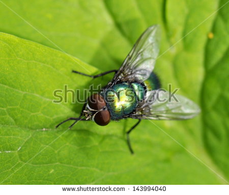Sericata Stock Photos, Images, & Pictures.
