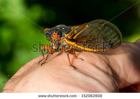 17 Year Periodical Cicadas Stock Photos, Royalty.