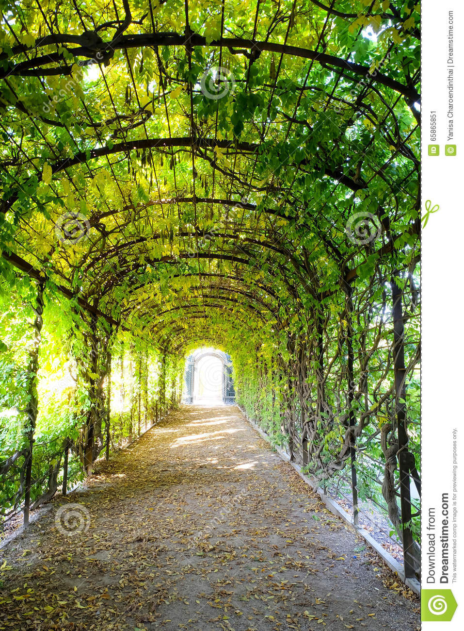 Walk Path Under Green Shady Trees Arch Stock Photo.